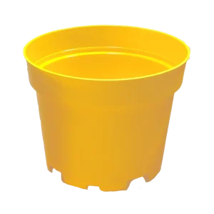 گلدان ژله ای پاچیرا P10